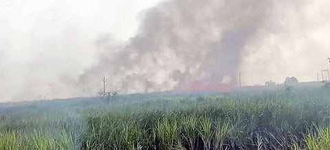 शेळगावला 14 एकर ऊस जळाला
