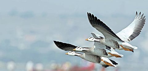 पळसदेव : वातावरणातील बदलामुळे विदेशी पक्ष्याचे आगमन लांबले
