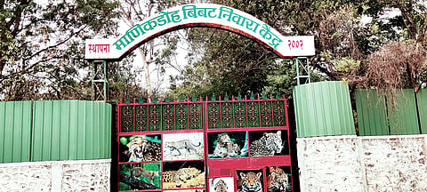 माणिकडोह बिबट केंद्राचे विस्तारीकरण कधी होणार?