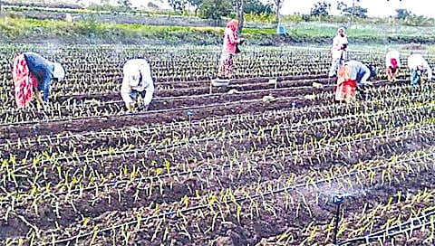 निफाड: पुन्हा उमेदीने उभे राहून धडपडीने कांदा लागवड करताना शेतकरीवर्ग. (छाया: दिपक श्रीवास्तव)