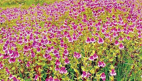 सातारा : पुष्पसौंदर्य वाढविण्यासाठी वनविभाग ‘अलर्ट मोड’वर