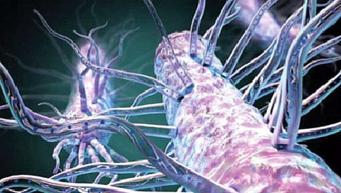 Bacteria