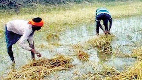 अतिवृष्टी, पूरग्रस्त शेतकर्यांना दुप्पट भरपाई; मदत 3 हेक्टरपर्यंत