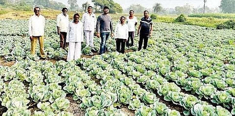 कोंढवा : डुकरांकडून शेतातील पिकांचे नुकसान