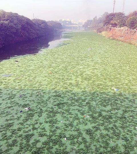पिंपरी : जलपर्णी कायमची नष्ट करणार ; पर्यावरण विभागाचा दावा