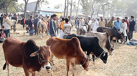 Lumpy : काष्टीतील जनावारांचा बाजार बंद; लम्पी आजाराचा धोका वाढला
