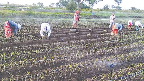 पारगाव : कांदा लागवडीतून महिला मजुरांना हक्काचा रोजगार