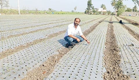 आधुनिक तंत्राने मल्चिंग पेपरवर कांदा लागवड; शिरूर तालुक्यात केला प्रयोग
