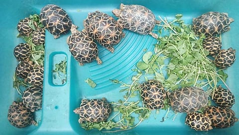 Star Back Turtle