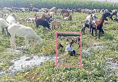 चंदनापुरीच्या शेतकर्याने सोडल्या टोमॅटोत मेंढ्या!