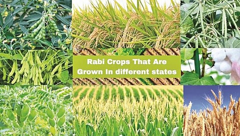 Rabi crops : रब्बी पिकांची घ्या योग्य काळजी