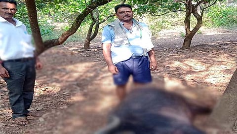 गायी,म्हशीचा मृत्यू