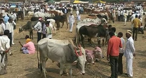 घोडेगावचा जनावरांचा बाजार सुरू ; शेतकरी व्यापार्यांमधून समाधान