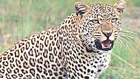 टाकळी भीमातील नागरिक बिबट्यामुळे भयभीत