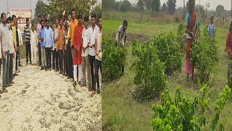 नांदेड : समाधानकारक दर न मिळाल्यास बेमुदत बंद; फूल उत्पादक शेतकऱ्यांचा आक्रमक पवित्रा