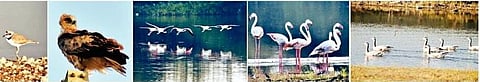 खटाव- माणमध्ये होतेय स्थलांतरित पक्ष्यांची गणना; परदेशी पाहुण्यांचा अधिवास वाढला