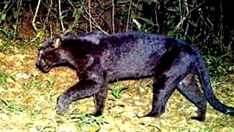 ठाणे : सहयाद्री पर्वतरांगात चार ब्लॅक पॅथर