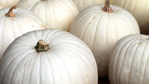 White pumpkin