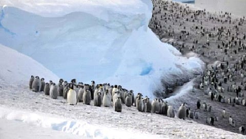 Penguin New Colony