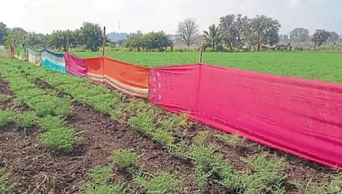 शेतीपिकांना साड्यांचे कुंपन,www.pudhari.news