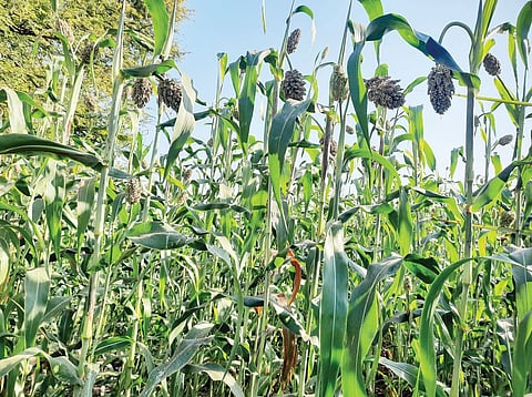 बदलत्या वातावरणाचा रब्बी पिकांना फटका; वाल्हे परिसरातील शेतकरी हवालदिल