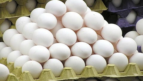 Egg