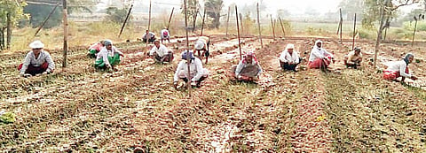 आंबेगाव तालुक्यात कांदा लागवड रखडली; वीज कर्मचारी संपाचा शेतकर्यांना फटका