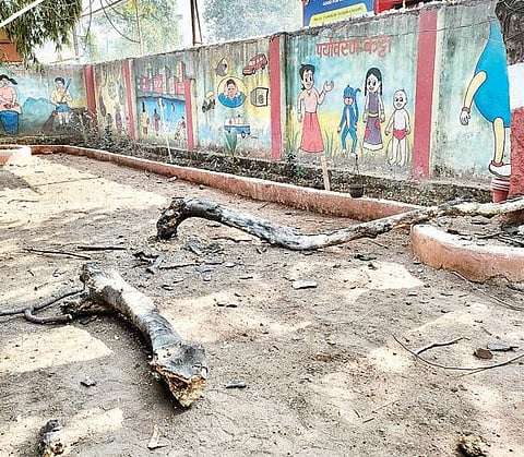 जि.प. शाळेतील जीर्ण झाडांचा विद्यार्थ्यांना धोका; सराव सुरू असताना फांद्या आवारात कोसळल्या