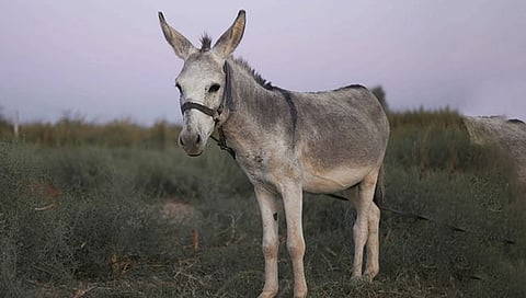 …म्हणून बुद्धिमान असूनही गाढव ठरले मूर्ख !