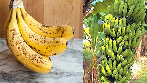 banana