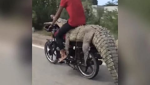 video viral