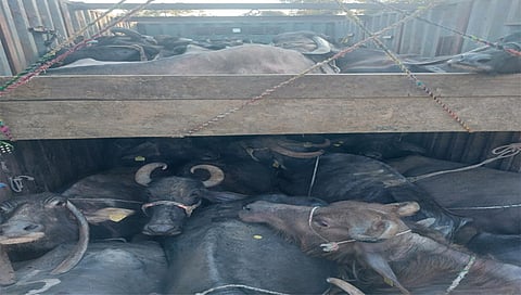 पिंपळनेर : ताहराबादच्या दिशेने निघालेल्या कंटनेरमध्ये आढळलेल्या 45 म्हशी.