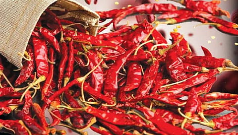 मसाल्याच्या मिरचीचा वाढला ठसका! काश्मिरी, संकेश्वरीचे दर ४० टक्क्यांनी वधारले