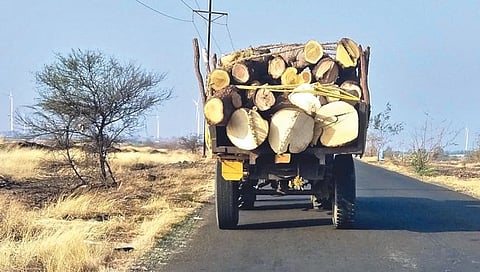 सांगली : जतपूर्व भागात सर्रास वृक्षतोड