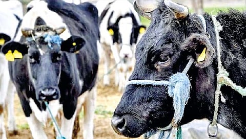 Super Cows