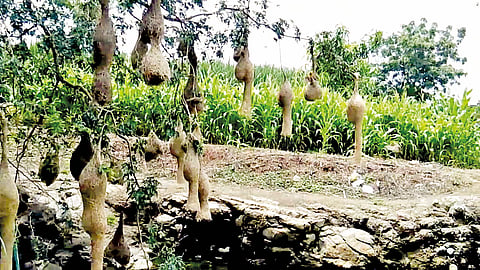 सांगली : बांधावरची झाडं संपली…