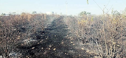 वाळकी : पाच एकर डाळिंबाची बाग खाक; शेतकर्याचे लाखो रुपयांचे नुकसान