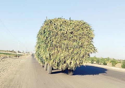 बावडा : दूध उत्पादकांना मकवानाचा आधार; चार्याच्या वाढत्या मागणीमुळे मिळतोय उच्चांकी दर