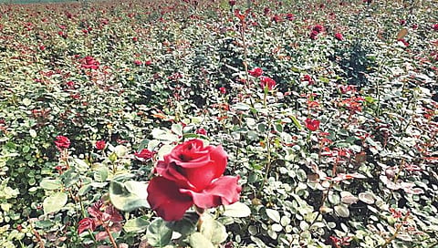 गुलाब उत्पादकांची लगबग,www.pudhari.news