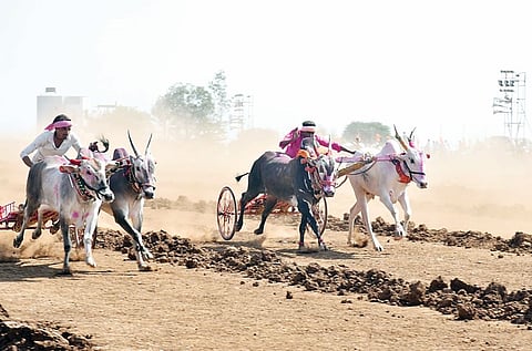 नगर : कर्जतमध्ये बैलगाडा शर्यतीचा थरार