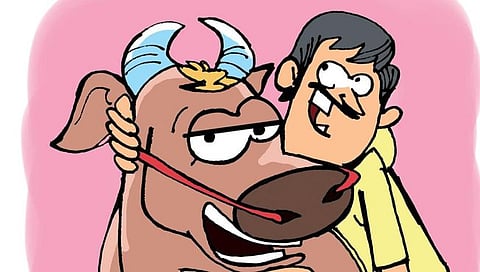 Cow Hug Day