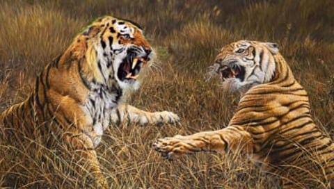 चंद्रपूर : ताडोबात दोन वाघांच्या झुंजीत एकाचा मृत्यू