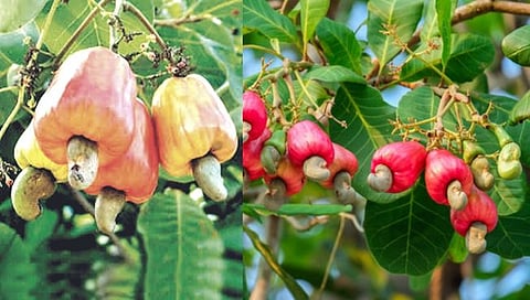 Cashew Cultivation , Shrivardhan agriculture