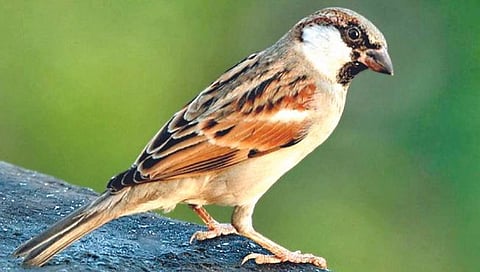 जागतिक चिमणी दिन विशेष : ‘परत फिरा रे…’ला चिमण्यांची साथ
