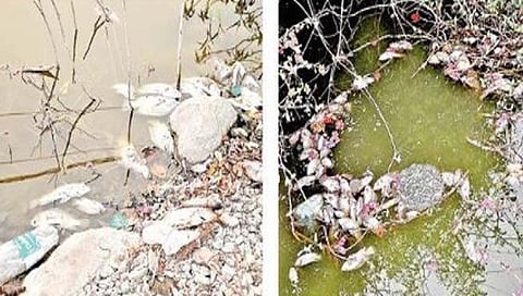 जालना : मोती तलावातील माशांच्या मृत्युने प्रदूषणाचा प्रश्न ऐरणीवर