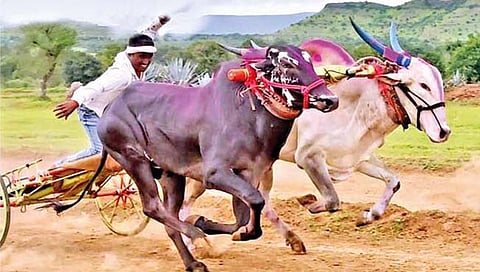 सातारा : बैलगाडी शर्यतींमुळे जत्रेतील अर्थकारणाला गती