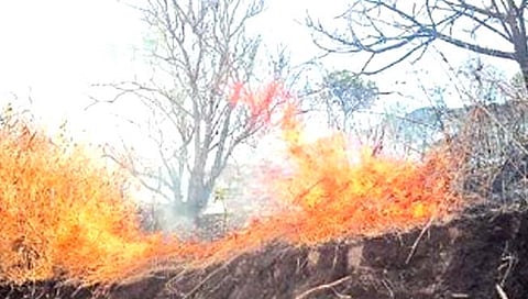 रायगड : वणवे रोखण्यात वन विभागाला अपयश