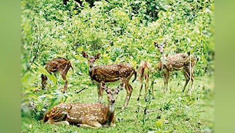 अभयारण्याला कुंपण घालण्याबाबत शासन उदासीन