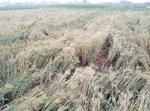 नारायणगाव : जोरदार वार्यामुळे गव्हाचे नुकसान; आंबा मोहोर गळाला