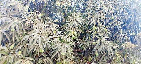पेठ : उन्हाने कैर्या गळणे सुरू; आंबा पिकास धोका
